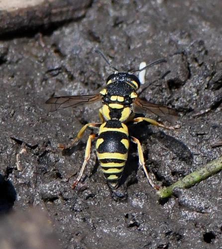 Allodynerus sp.